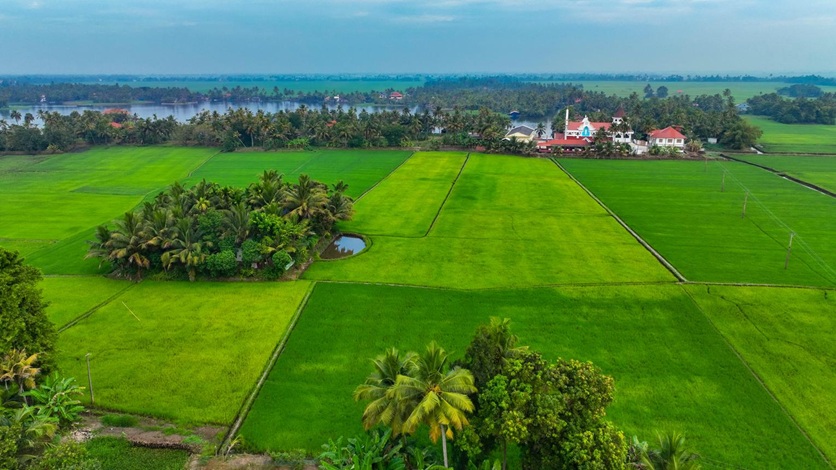 Kuttanad Paddy Fields